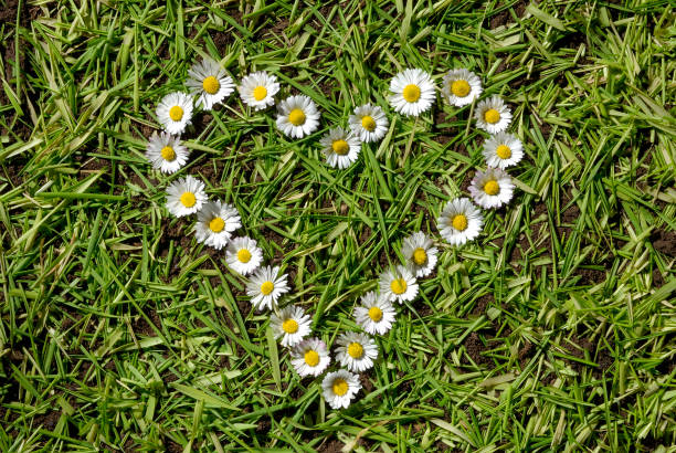 istock Heart drawn in daisy on grass background 1266973457