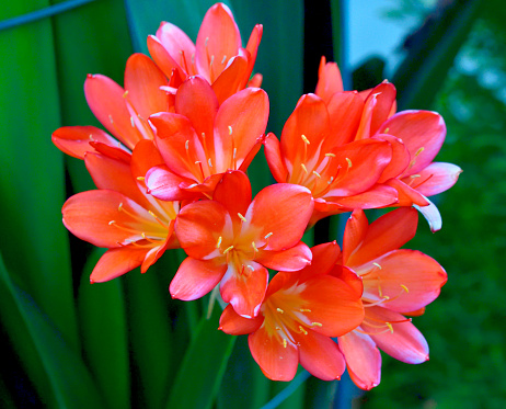 Clivia miniata, commonly called Kaffir lily, Natal lily, or Bush lily, is a clump-forming perennial flowering plant with stocky rhizomes. It has a long, bright green leaves and produces strong flower stems topped with heads of large funnel-shaped flowers in shades of red, orange and yellow.