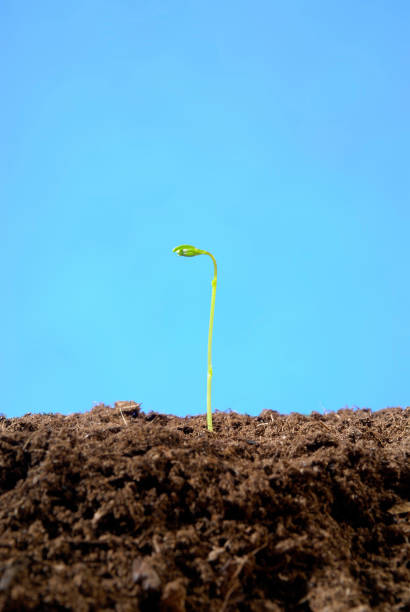 istock Lens germ coming out of the ground 1266973590