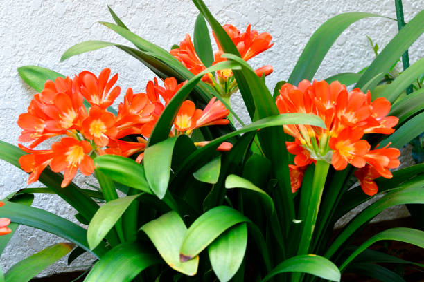 Clivia miniata, commonly called Kaffir lily, Natal lily, or Bush lily, is a clump-forming perennial flowering plant with stocky rhizomes. It has a long, bright green leaves and produces strong flower stems topped with heads of large funnel-shaped flowers in shades of red, orange and yellow.