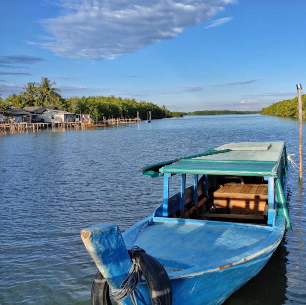 istock photography for mangroves on Bintan Island 1266974737