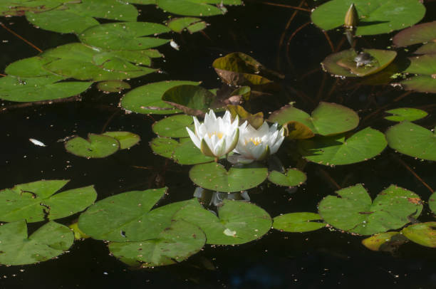 istock Water lilies (Nymphea) on a pond 1266974944