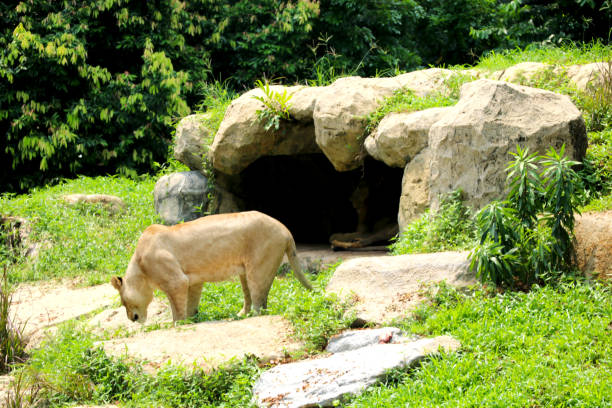 istock lion and lioness 1266975747