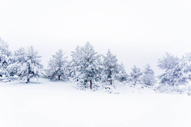 istock Snow forestA pine forest covered by snow during the cold winter. 1266977580