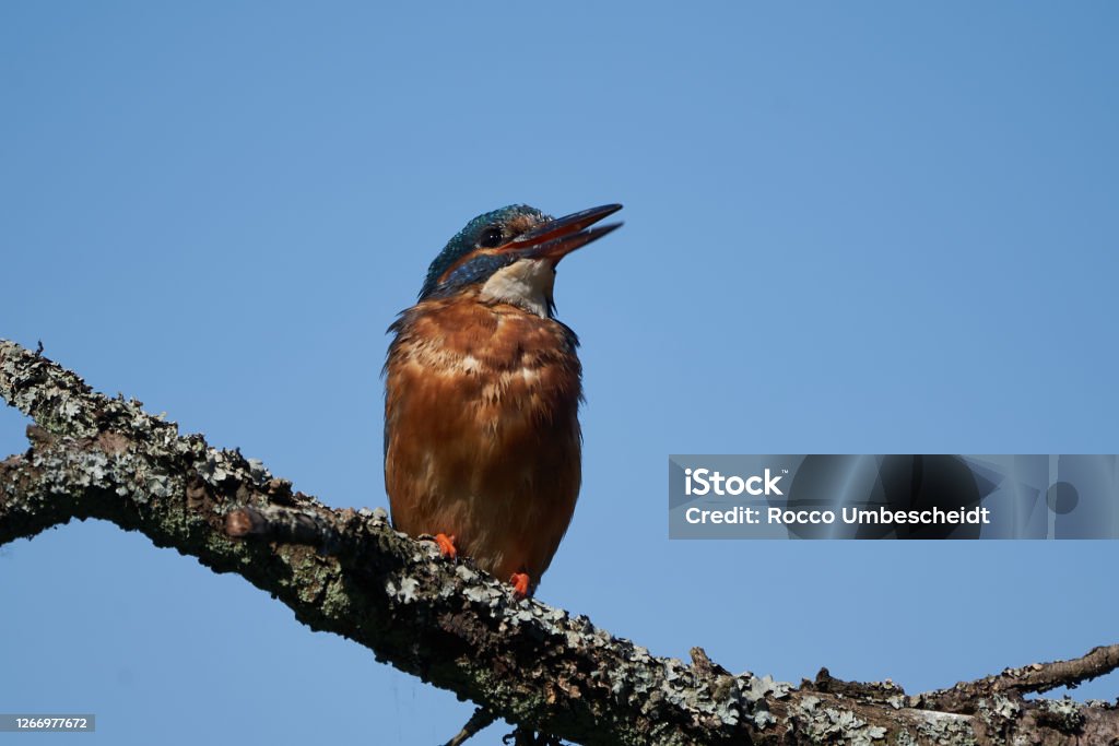 Striped Kingfisher Halcyon Chelicuti Portrait Cute On A Tree Stock