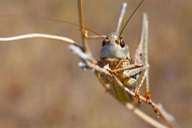 istock Green smiling grasshopper against the blue sky 1266977793