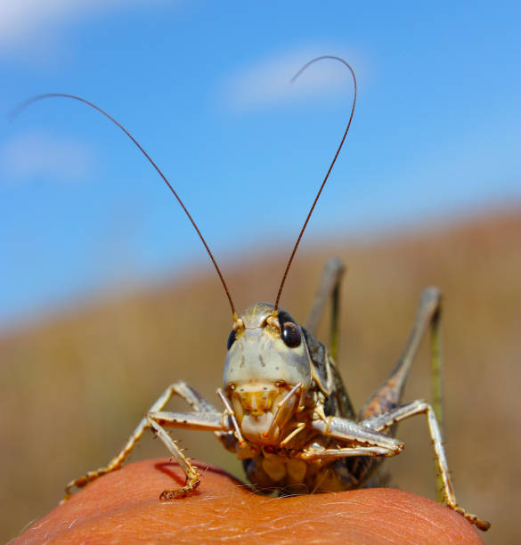 istock Green smiling grasshopper against the blue sky 1266977855