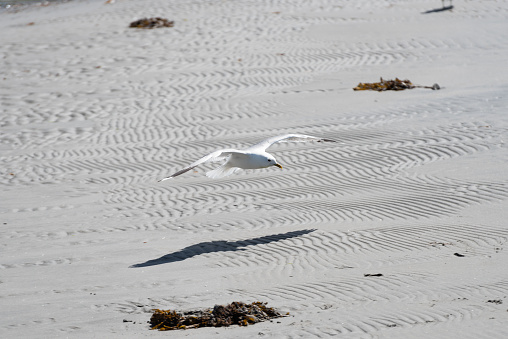 Flying sea gull over a sunny beach.