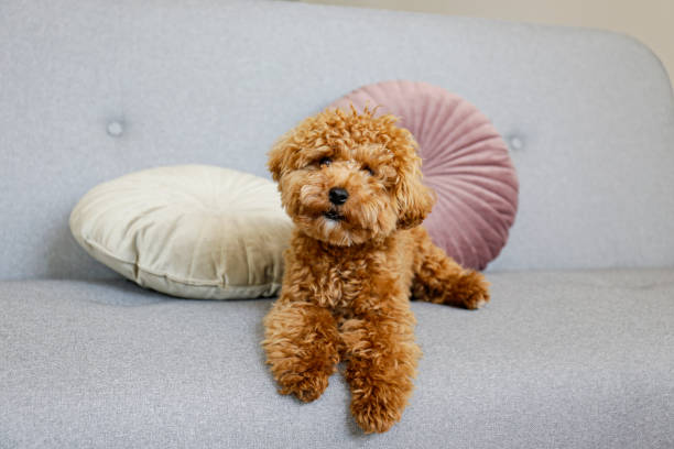 istock Brown maltipoo poodle alone at home. 1266978763
