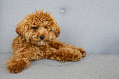 braunmaltipoo-pudel-allein-zu-hause.jpg?b=1&s=170x170&k=20&c=ubfzHs9Rse91A6bhx0U9xlsA96lYRLBZBtCIHun_KzI=