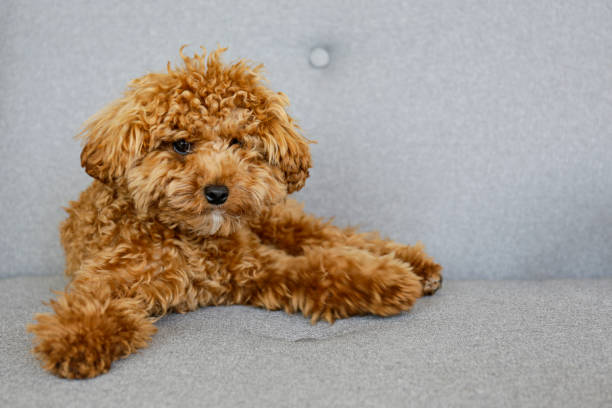 istock Brown maltipoo poodle alone at home. 1266978962