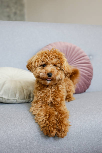 istock Brown maltipoo poodle alone at home. 1266979043