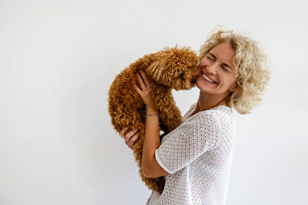 Woman in knitted sweater with her maltipoo poodle. Adorable toy poodle puppy in arms of its loving owner. Small adorable doggy with funny curly fur with adult woman. Close up, copy space. conformity photos stock pictures, royalty-free photos & images