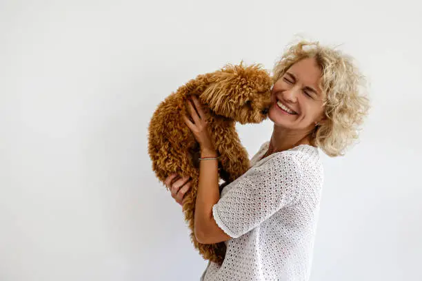 Photo of Woman in knitted sweater with her maltipoo poodle.