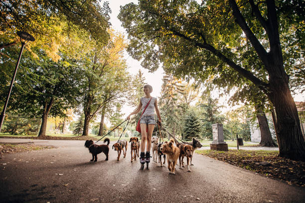 Woman professional dog walker exercising dogs in park One woman, professional dog walker on roller blades, exercising dogs in park. medium group of animals stock pictures, royalty-free photos & images