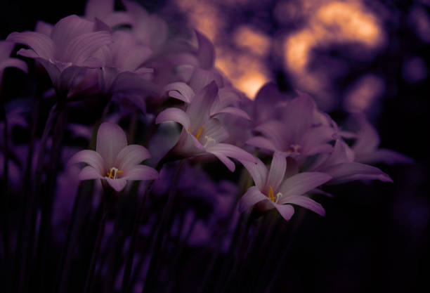 bagliore serale di gigli di pioggia rosa - zephyranthes lily foto e immagini stock