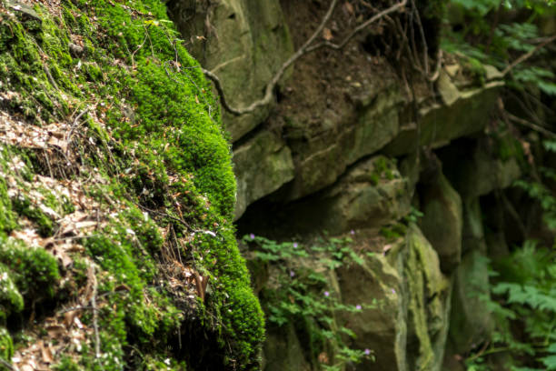 istock sandstone rocks covered with green moss 1266979500