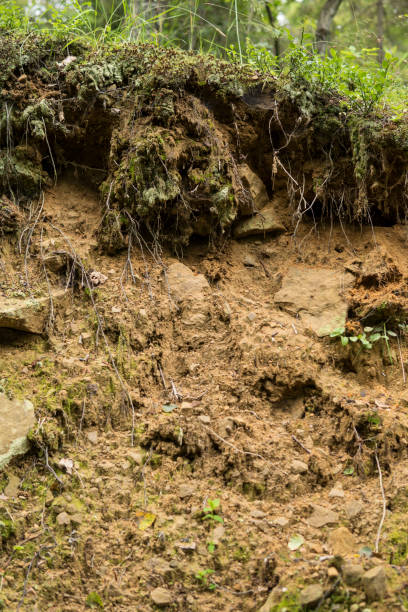 istock detail of lithosol soil 1266979581