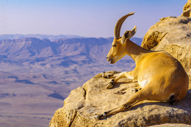 istock Nubian Ibex on the cliffs of Makhtesh (crater) Ramon 1266982269