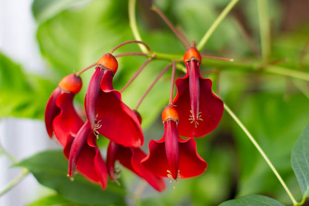 istock Flowers of a coral tree, also called flame tree, Erythrina or Korallenbaum 1266982393