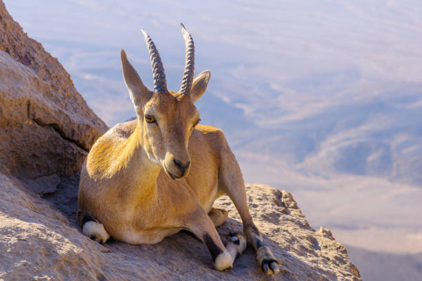 istock Nubian Ibex on the cliffs of Makhtesh (crater) Ramon 1266982506