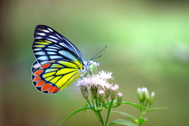 mariposa jezabel común - lime butterfly fotografías e imágenes de stock