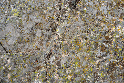 Green and brown lichen on stone.