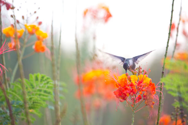 Active hummingbird feeds on summer flowers stock photo