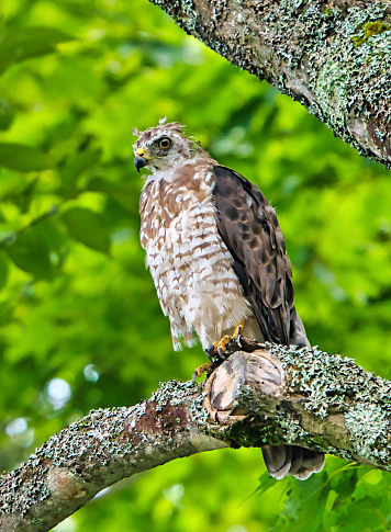Immature broad-winged hawk perching on tree in green forest in Georgia Bay, Ontario in summer