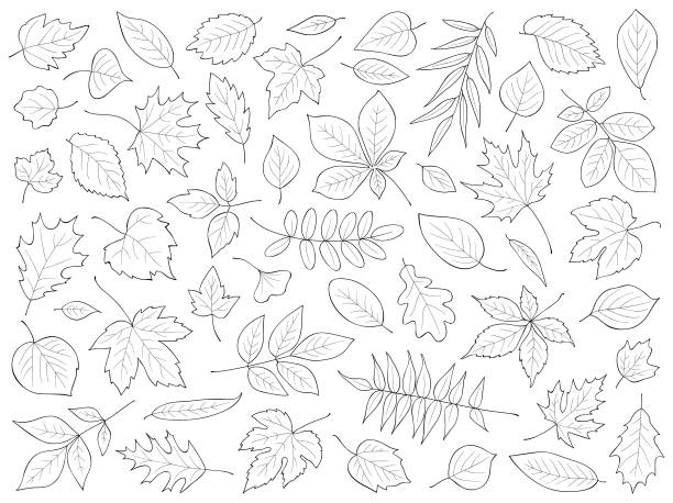 нарисованные вручную листья - oak leaf leaf maple leaf autumn stock illustrations