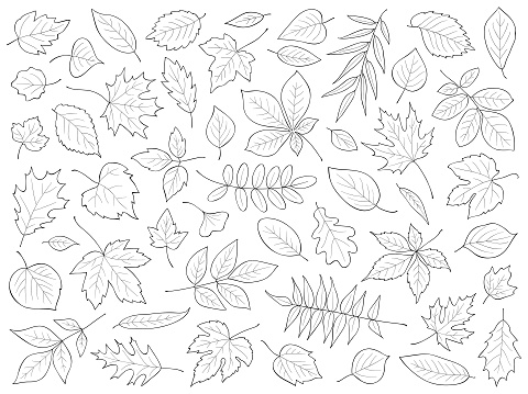 Set of hand drawn leaves. Vector illustration.