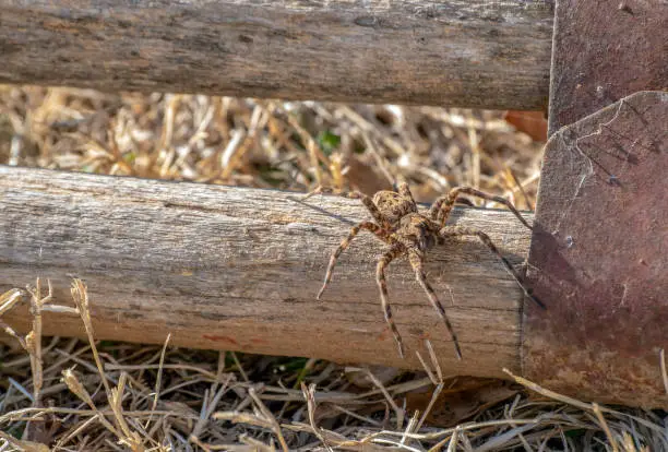 A wolf spider is big and ugly with long legs and is just creepy all over. This one was found on the handle of an old garden tool in Missouri.