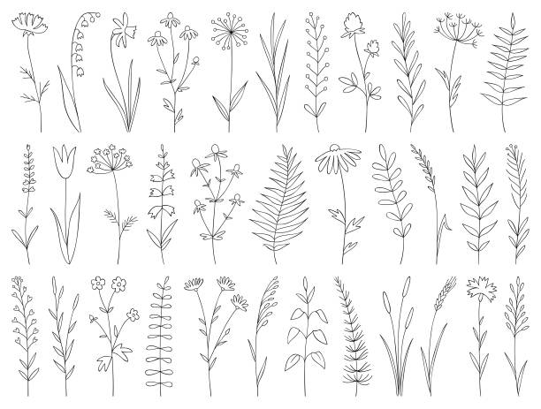 tanaman yang digambar dengan tangan - seni garis ilustrasi ilustrasi stok