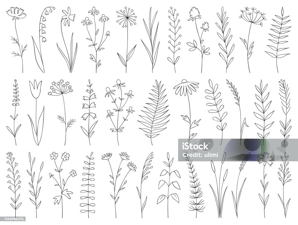 Hand drawn plants - Royalty-free Flor arte vetorial