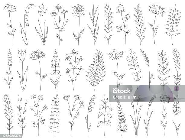 Hand Drawn Plants - Arte vetorial de stock e mais imagens de Flor - Flor, Arte Linear, Ilustração