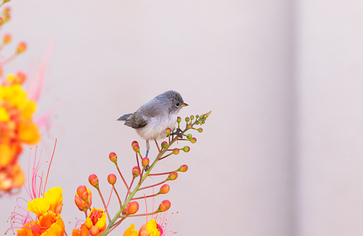Gray juvenile Verdin perches on vivid flower tip with clean copy space available on right. Small, young bird with soft grey feathers in Arizona courtyard