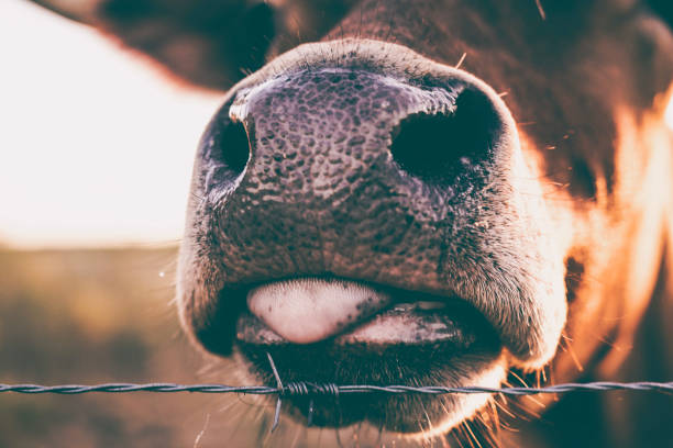 istock Cow tongue 1266987382