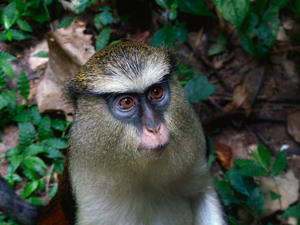 istock Portrait of a Tantalus Monkey 1266987519