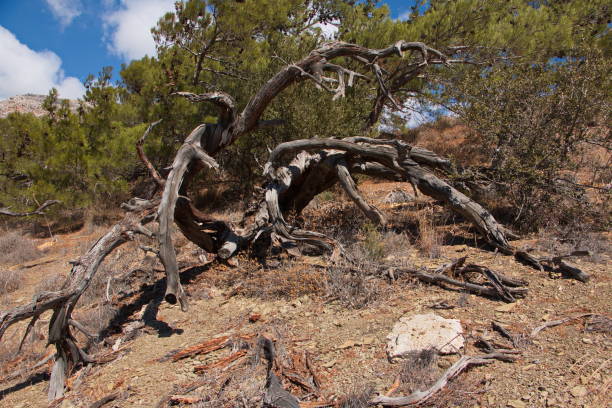 istock Pine trees on Karpathos in Greece,Europe 1266987602