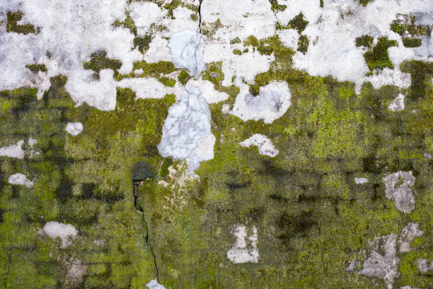 istock Green moss growing on old cement wall background 1266987824