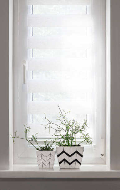 istock Two flower pots with geometric patterns with rhipsalis plants planted in them stand on windowsill with roller blind 1266988466