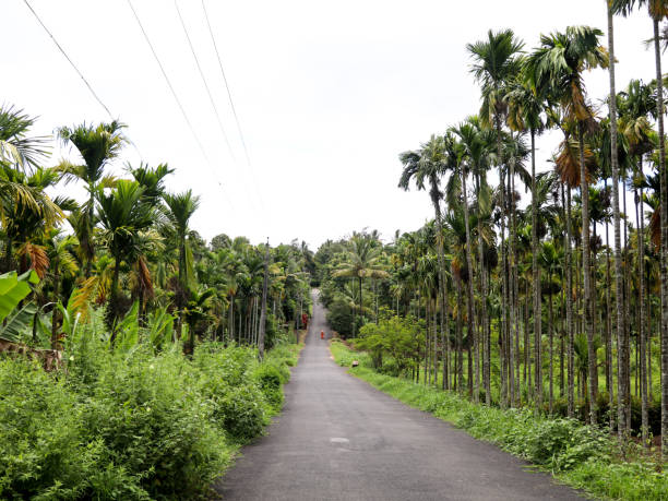 istock Areca nut or betel nut tree plantation in a country side 1266988517