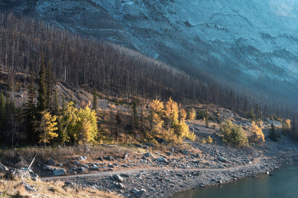 istock Autumn trees with dry tree and snow mountain on lakeside 1266988769