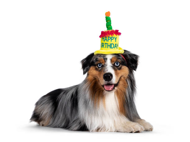 istock Handsome Australian Shepherd dog on white background 1266988926