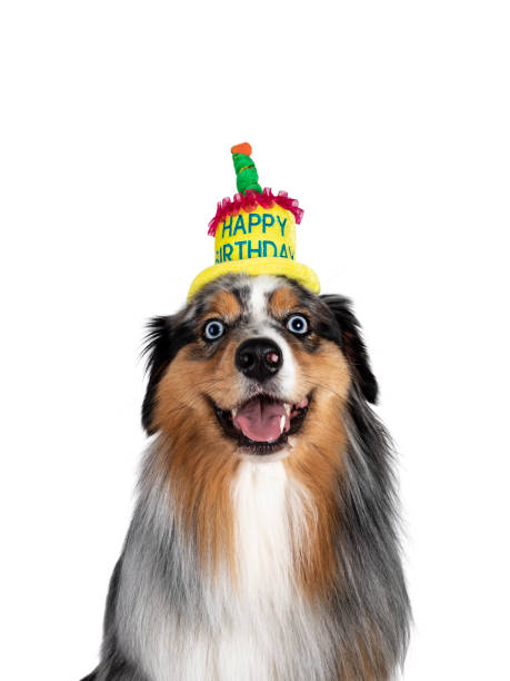 istock Handsome Australian Shepherd dog on white background 1266988932