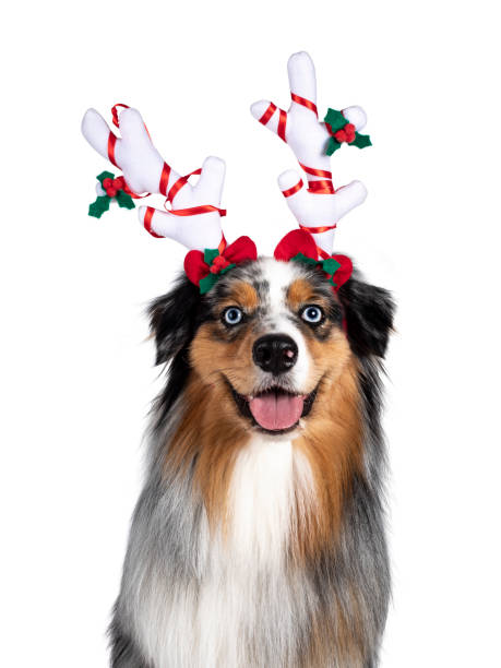 istock Handsome Australian Shepherd dog on white background 1266988936