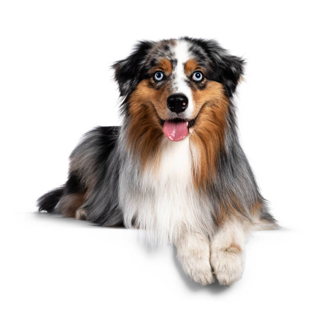 istock Handsome Australian Shepherd dog on white background 1266988943