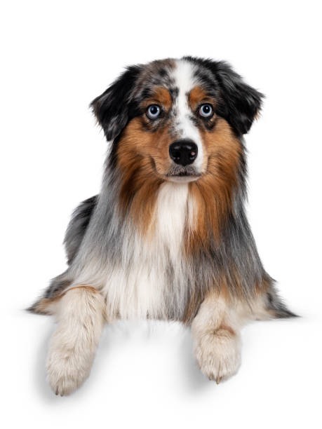 istock Handsome Australian Shepherd dog on white background 1266988984