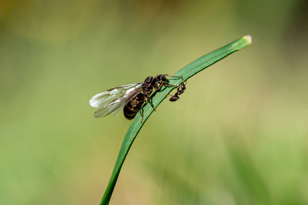 wspólna mrówka ogrodowa, lasius niger, mała mrówka robotnicza obok większej skrzydliwej królowej, która wyłoniła się z gniazda - anthill macro ant food zdjęcia i obrazy z banku zdjęć