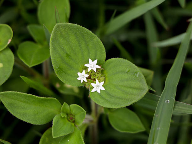 istock Richardia scabra, commonly called as rough Mexican clover  or Florida pusley , selective focus 1266993162